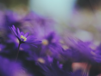 紫色的花在透镜倾斜转变
